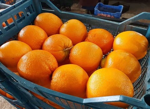 قیمت پرتقال تامسون فریز شده + خرید باور نکردنی